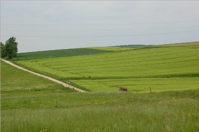 gr�n- so weit das Auge reicht