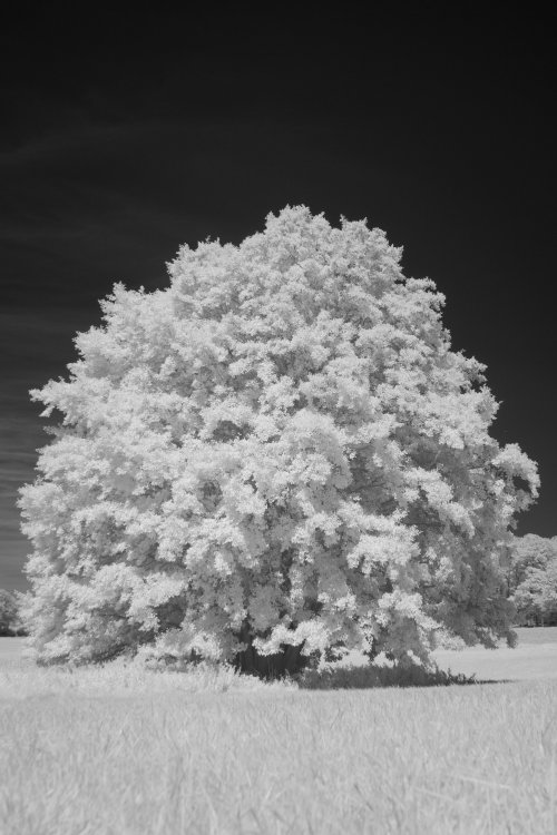 Baum bei Laufenselden