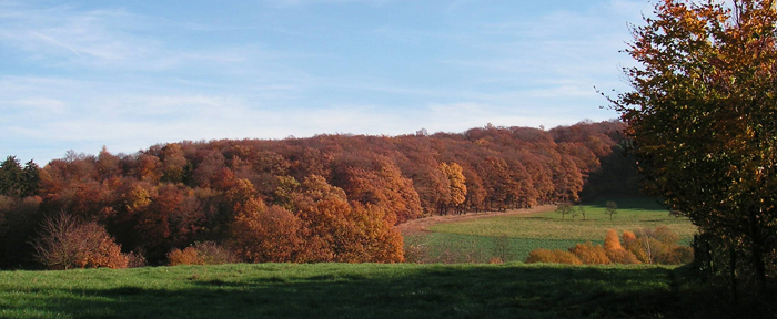 Wingsbacher Herbstwald