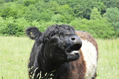 Beltis vom Hof Kugelstadt Beltis vom Hof Kugelstadt